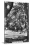 Burnham Beeches, Buckinghamshire, 1937-null-Stretched Canvas