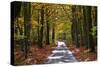 Burnham Beeches, Buckinghamshire, England, United Kingdom, Europe-Mark Mawson-Stretched Canvas