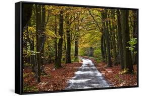 Burnham Beeches, Buckinghamshire, England, United Kingdom, Europe-Mark Mawson-Framed Stretched Canvas