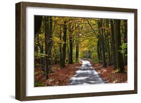 Burnham Beeches, Buckinghamshire, England, United Kingdom, Europe-Mark Mawson-Framed Photographic Print