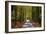 Burnham Beeches, Buckinghamshire, England, United Kingdom, Europe-Mark Mawson-Framed Photographic Print