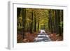 Burnham Beeches, Buckinghamshire, England, United Kingdom, Europe-Mark Mawson-Framed Photographic Print