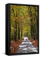 Burnham Beeches, Buckinghamshire, England, United Kingdom, Europe-Mark Mawson-Framed Stretched Canvas