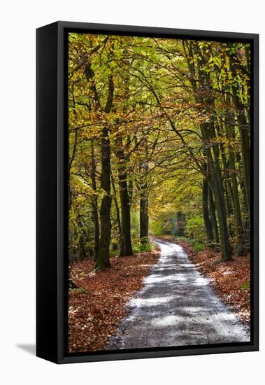 Burnham Beeches, Buckinghamshire, England, United Kingdom, Europe-Mark Mawson-Framed Stretched Canvas