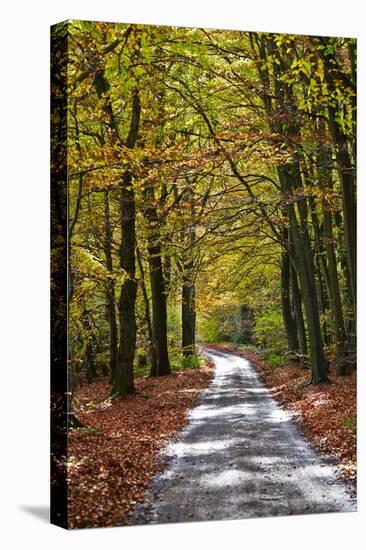 Burnham Beeches, Buckinghamshire, England, United Kingdom, Europe-Mark Mawson-Stretched Canvas