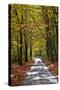 Burnham Beeches, Buckinghamshire, England, United Kingdom, Europe-Mark Mawson-Stretched Canvas