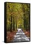 Burnham Beeches, Buckinghamshire, England, United Kingdom, Europe-Mark Mawson-Framed Stretched Canvas