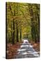 Burnham Beeches, Buckinghamshire, England, United Kingdom, Europe-Mark Mawson-Stretched Canvas