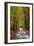 Burnham Beeches, Buckinghamshire, England, United Kingdom, Europe-Mark Mawson-Framed Photographic Print