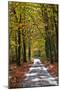 Burnham Beeches, Buckinghamshire, England, United Kingdom, Europe-Mark Mawson-Mounted Photographic Print