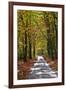 Burnham Beeches, Buckinghamshire, England, United Kingdom, Europe-Mark Mawson-Framed Photographic Print