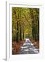 Burnham Beeches, Buckinghamshire, England, United Kingdom, Europe-Mark Mawson-Framed Photographic Print