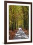 Burnham Beeches, Buckinghamshire, England, United Kingdom, Europe-Mark Mawson-Framed Photographic Print