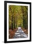 Burnham Beeches, Buckinghamshire, England, United Kingdom, Europe-Mark Mawson-Framed Photographic Print