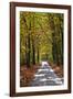 Burnham Beeches, Buckinghamshire, England, United Kingdom, Europe-Mark Mawson-Framed Photographic Print