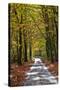 Burnham Beeches, Buckinghamshire, England, United Kingdom, Europe-Mark Mawson-Stretched Canvas