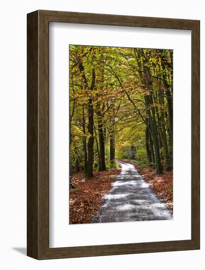 Burnham Beeches, Buckinghamshire, England, United Kingdom, Europe-Mark Mawson-Framed Photographic Print