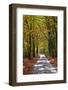 Burnham Beeches, Buckinghamshire, England, United Kingdom, Europe-Mark Mawson-Framed Photographic Print