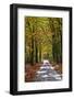 Burnham Beeches, Buckinghamshire, England, United Kingdom, Europe-Mark Mawson-Framed Photographic Print