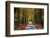 Burnham Beeches, Buckinghamshire, England, United Kingdom, Europe-Mark Mawson-Framed Photographic Print