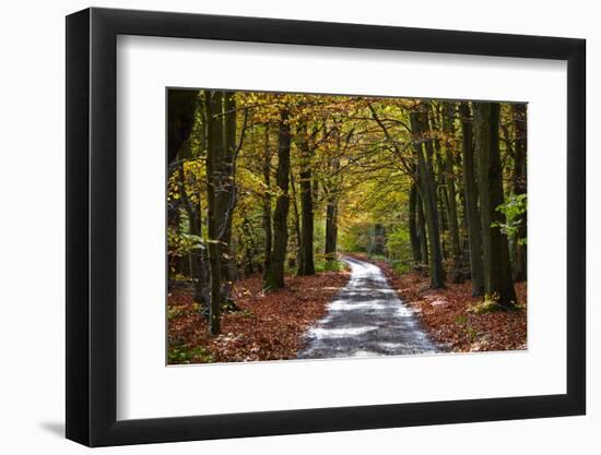 Burnham Beeches, Buckinghamshire, England, United Kingdom, Europe-Mark Mawson-Framed Photographic Print