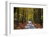 Burnham Beeches, Buckinghamshire, England, United Kingdom, Europe-Mark Mawson-Framed Photographic Print