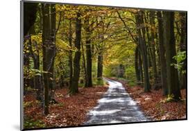 Burnham Beeches, Buckinghamshire, England, United Kingdom, Europe-Mark Mawson-Mounted Photographic Print