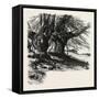 Burnham Beeches, the Forest Scenery Of 19th Century-null-Framed Stretched Canvas