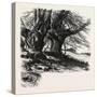 Burnham Beeches, the Forest Scenery Of 19th Century-null-Stretched Canvas