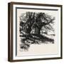 Burnham Beeches, the Forest Scenery Of 19th Century-null-Framed Giclee Print