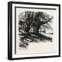 Burnham Beeches, the Forest Scenery Of 19th Century-null-Framed Giclee Print