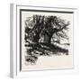 Burnham Beeches, the Forest Scenery Of 19th Century-null-Framed Giclee Print
