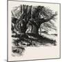 Burnham Beeches, the Forest Scenery Of 19th Century-null-Mounted Giclee Print