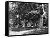 Burnham Beeches-Fred Musto-Framed Stretched Canvas