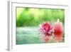 Burning Candle and Water Lily in Water.-Liang Zhang-Framed Photographic Print