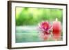 Burning Candle and Water Lily in Water.-Liang Zhang-Framed Photographic Print