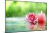 Burning Candle and Water Lily in Water.-Liang Zhang-Mounted Photographic Print