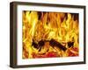 Burning Wood-Paul Biddle-Framed Photographic Print