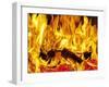 Burning Wood-Paul Biddle-Framed Photographic Print