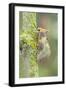 Burnished Brass Moth-null-Framed Photographic Print