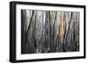 Burnt Eucalyptus Trees-null-Framed Photographic Print