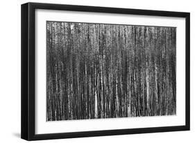 Burnt Out Pines-Howard Ruby-Framed Photographic Print