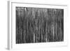 Burnt Out Pines-Howard Ruby-Framed Photographic Print