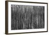 Burnt Out Pines-Howard Ruby-Framed Photographic Print