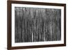 Burnt Out Pines-Howard Ruby-Framed Photographic Print