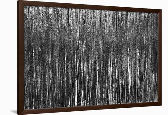 Burnt Out Pines-Howard Ruby-Framed Photographic Print