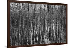 Burnt Out Pines-Howard Ruby-Framed Photographic Print