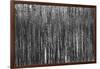 Burnt Out Pines-Howard Ruby-Framed Photographic Print