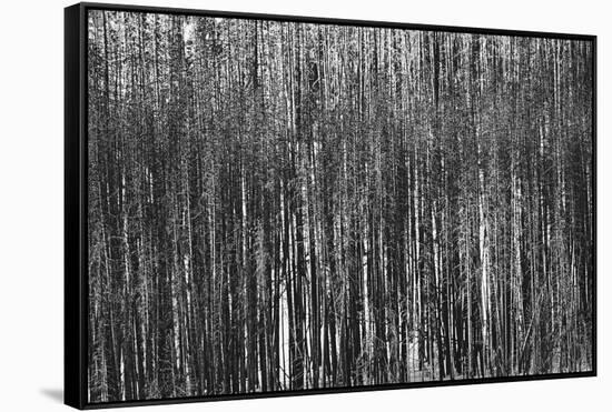 Burnt Out Pines-Howard Ruby-Framed Stretched Canvas