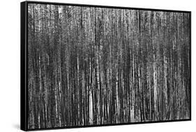 Burnt Out Pines-Howard Ruby-Framed Stretched Canvas